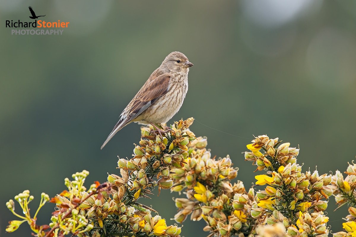 Linnet