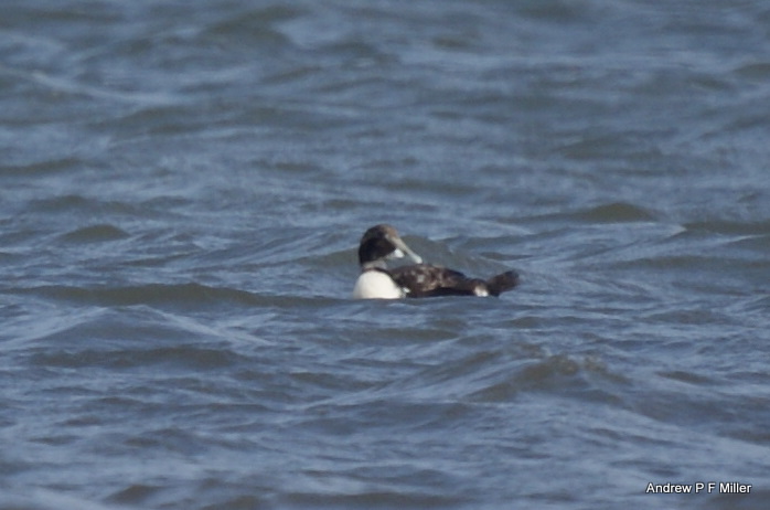 Eider