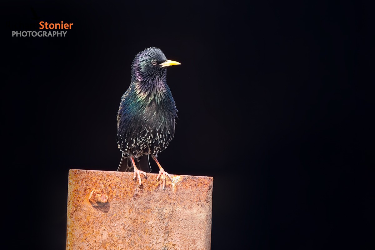 Starling