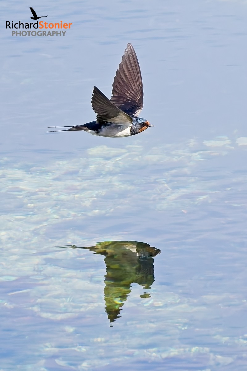 Swallow
