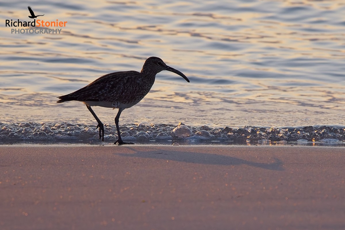 Whimbrel