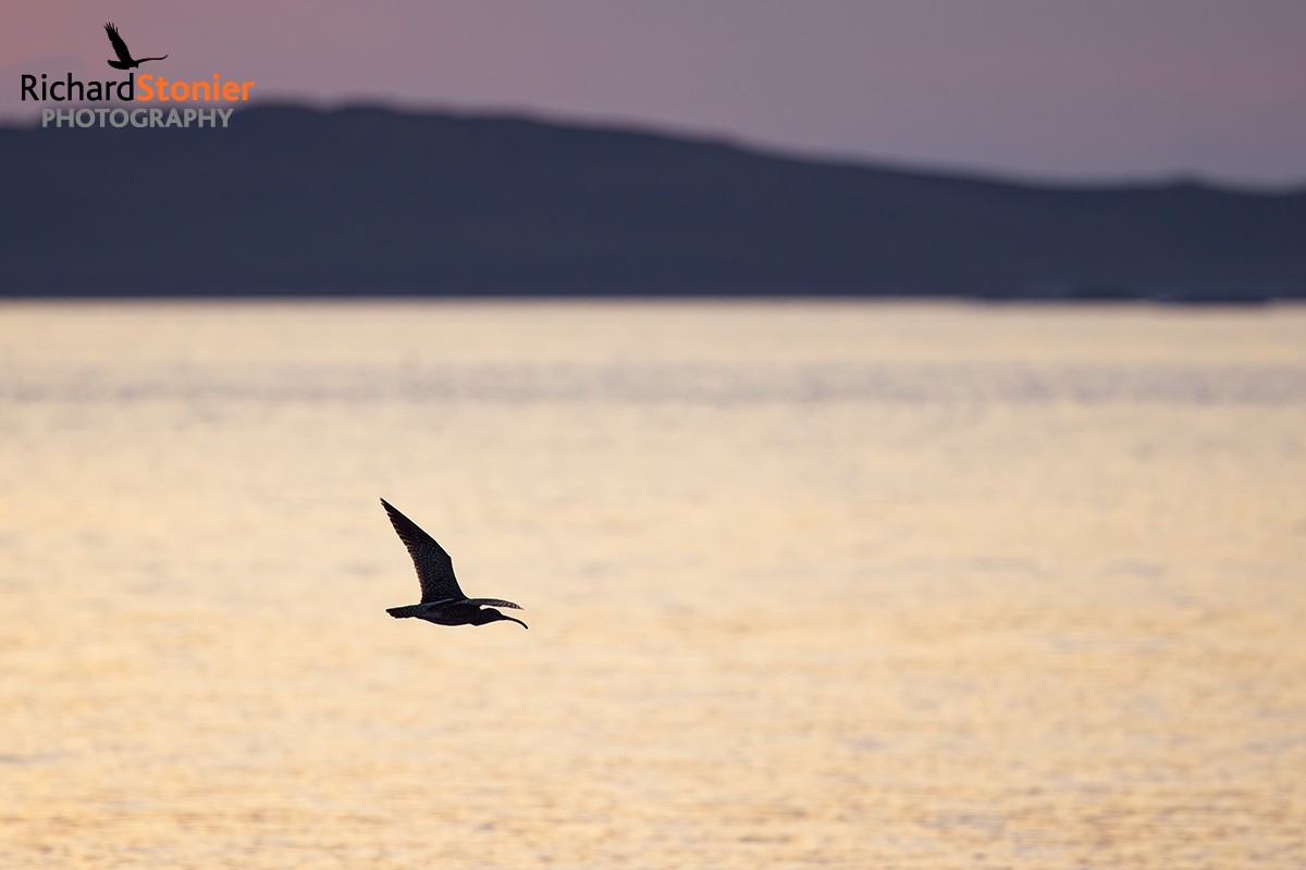 Whimbrel