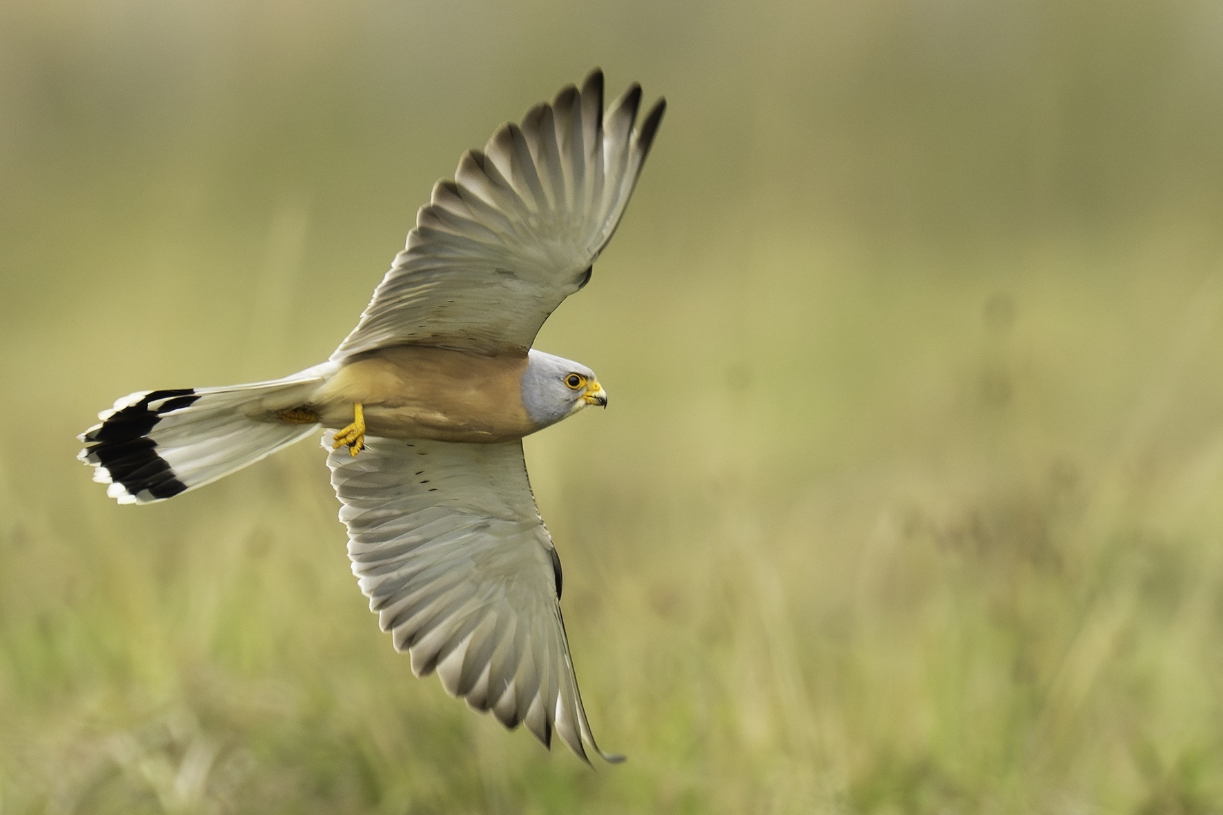 Lesser Kestrel