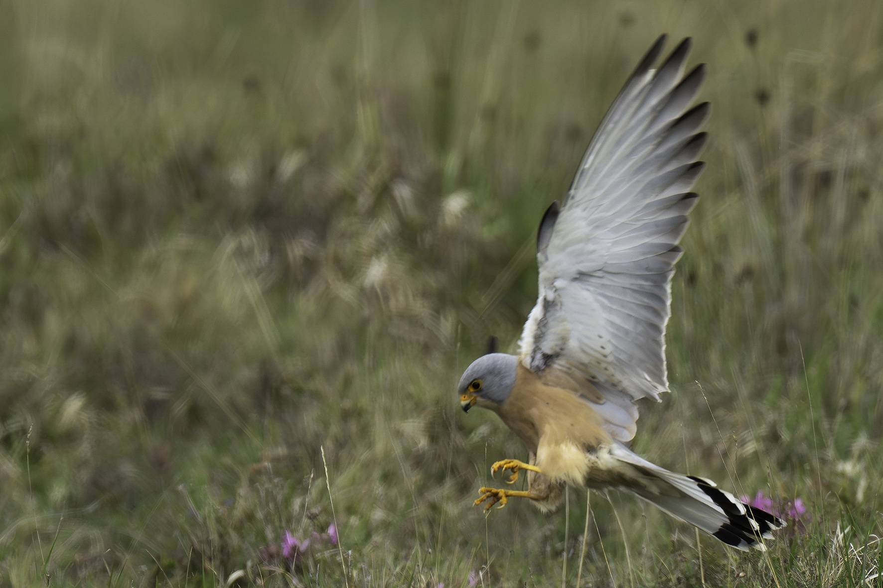 Lesser Kestrel