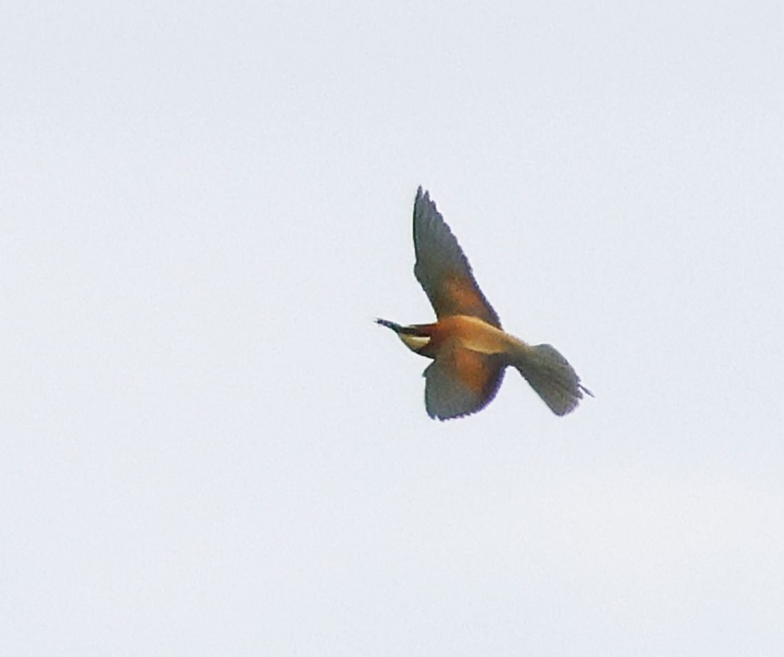 Bee-eater