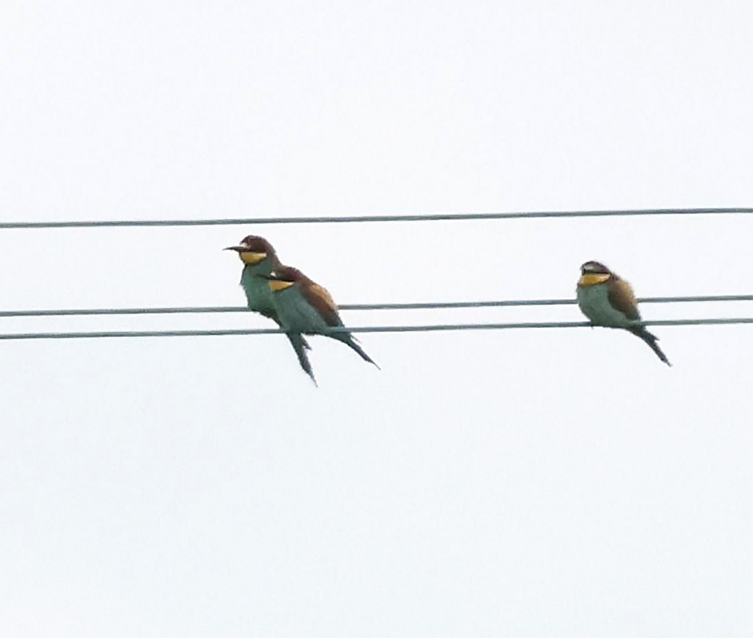 Bee-eater