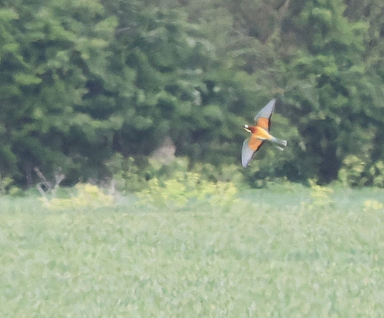 Bee-eater