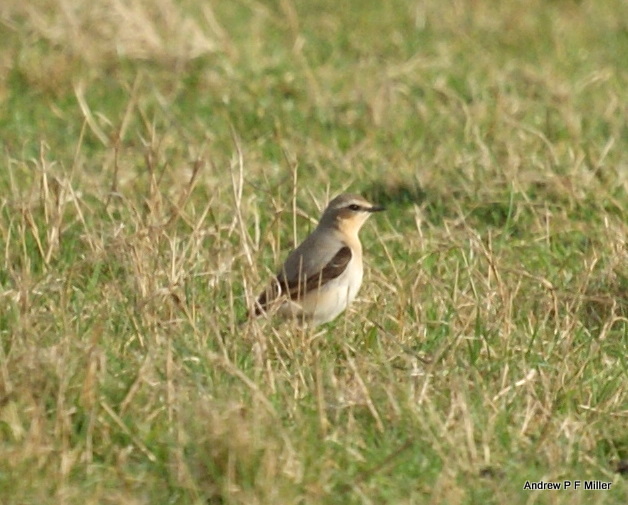 Wheatear