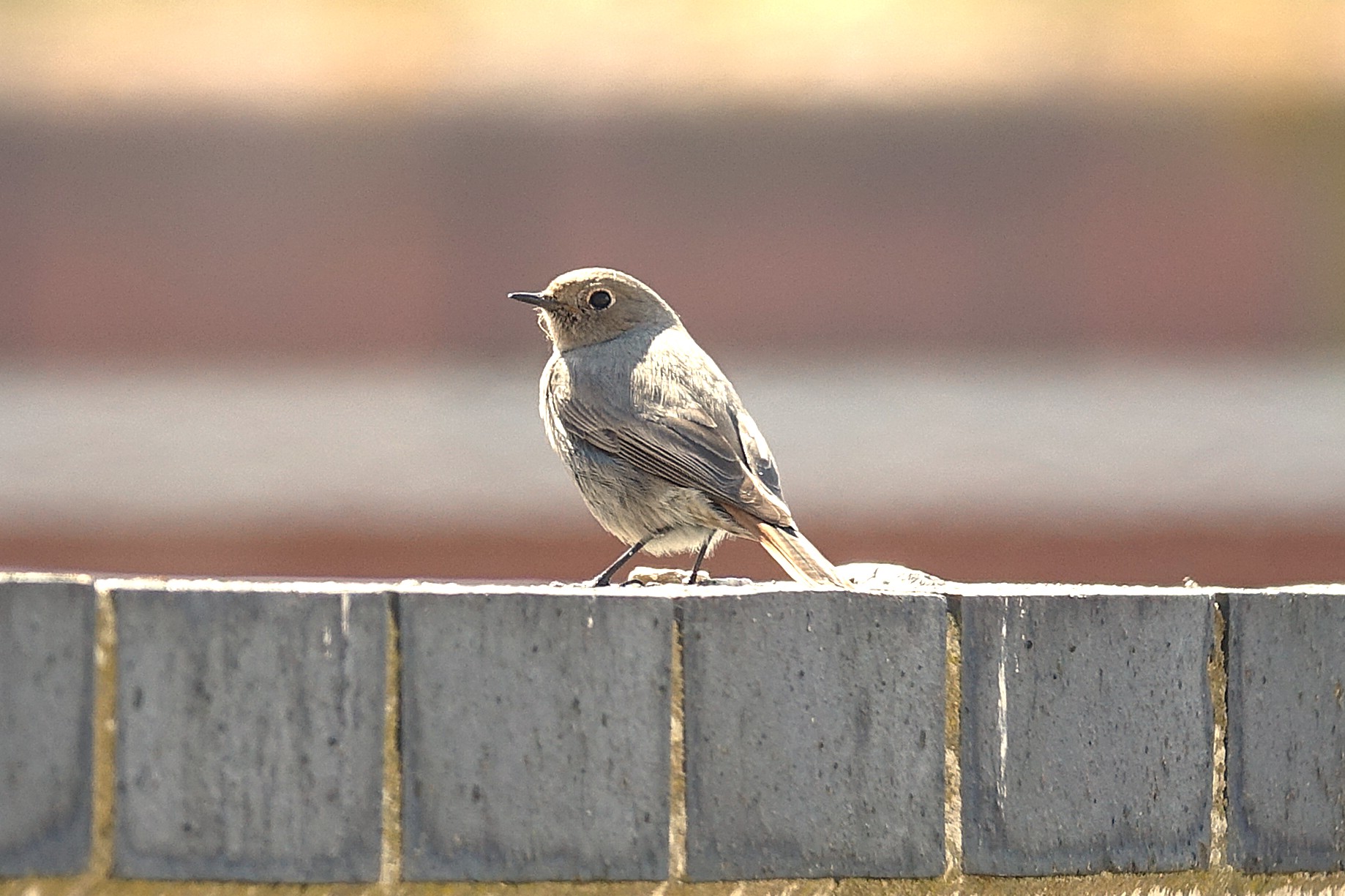 Black Redstart