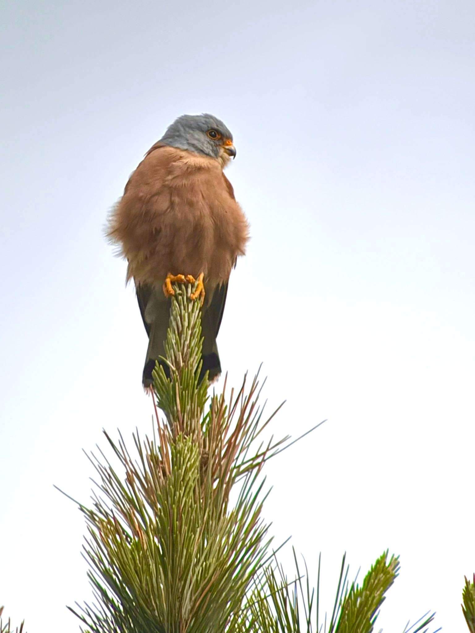 Lesser Kestrel