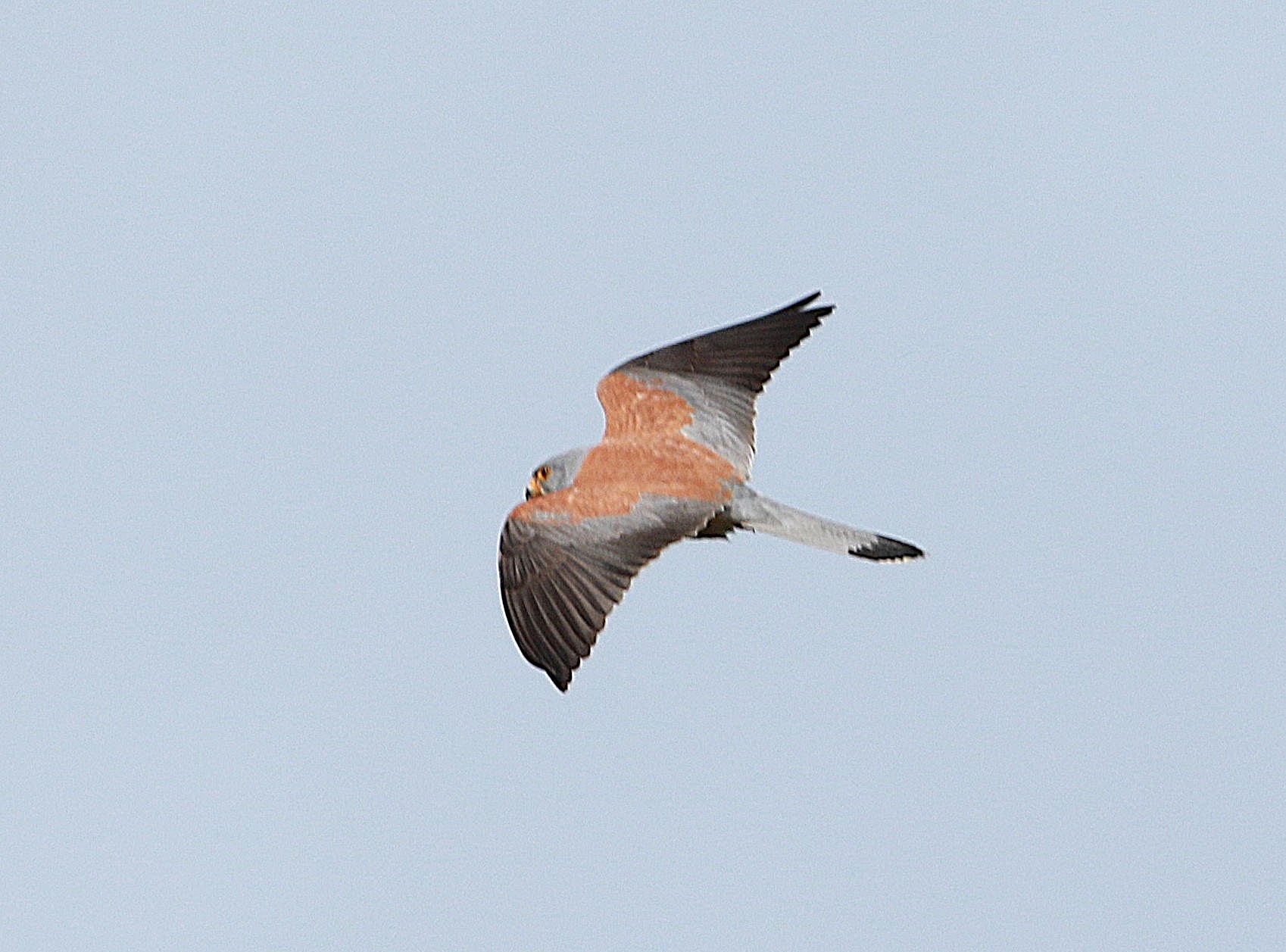 Lesser Kestrel