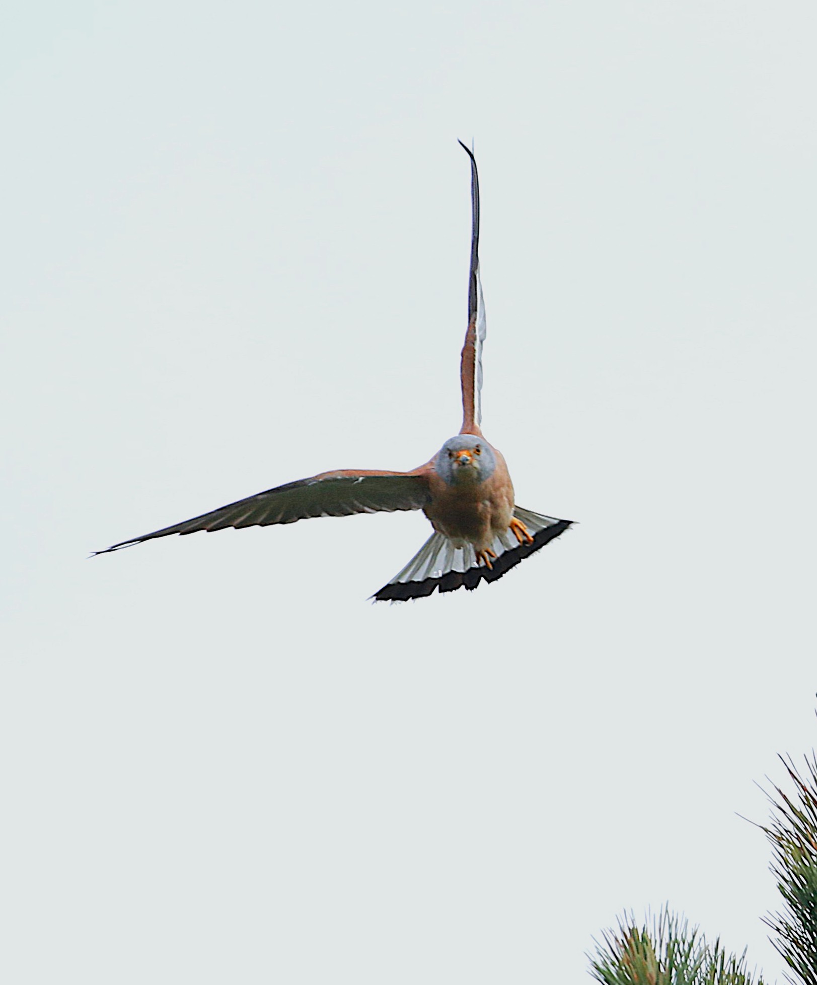 Lesser Kestrel