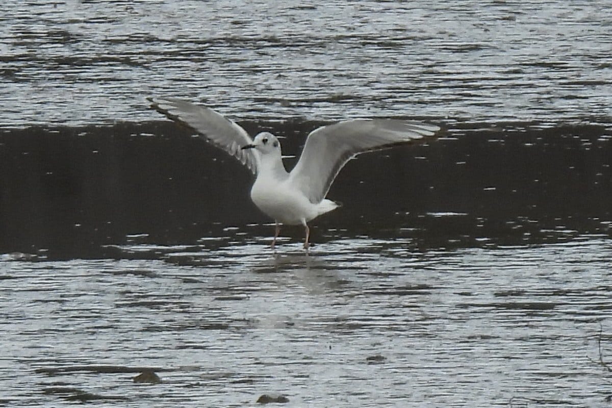 Bonaparte's Gull