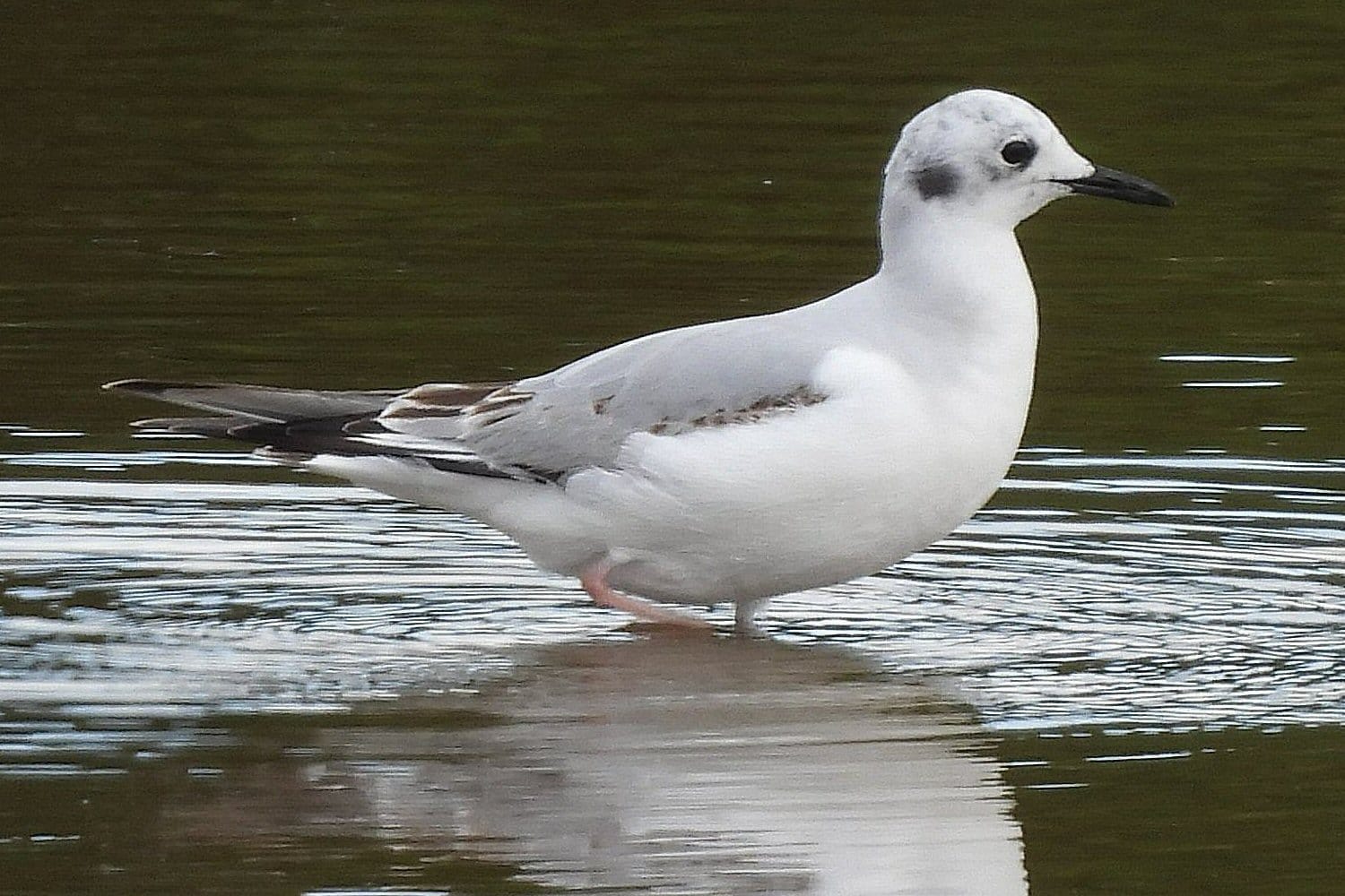 Bonaparte's Gull