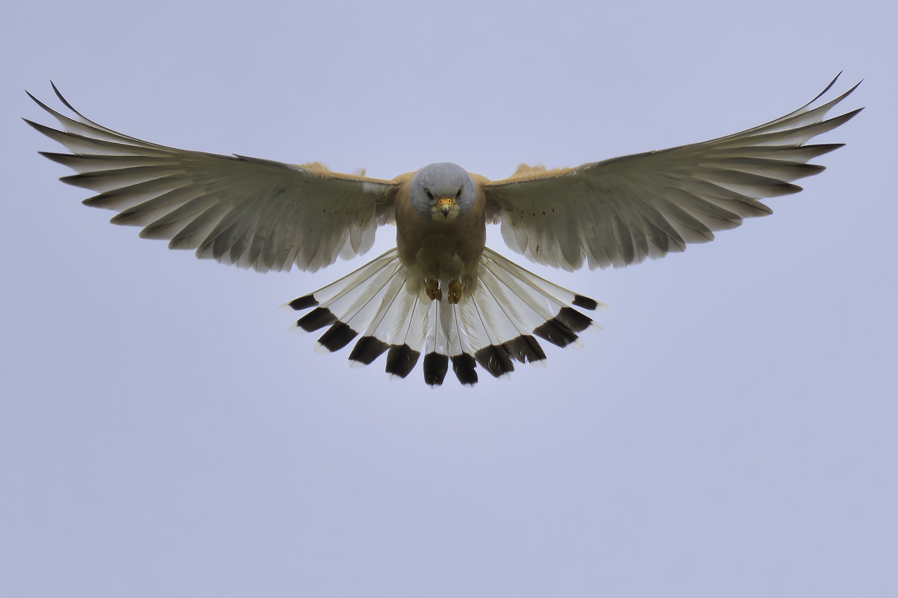Lesser Kestrel