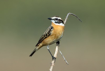 Whinchat