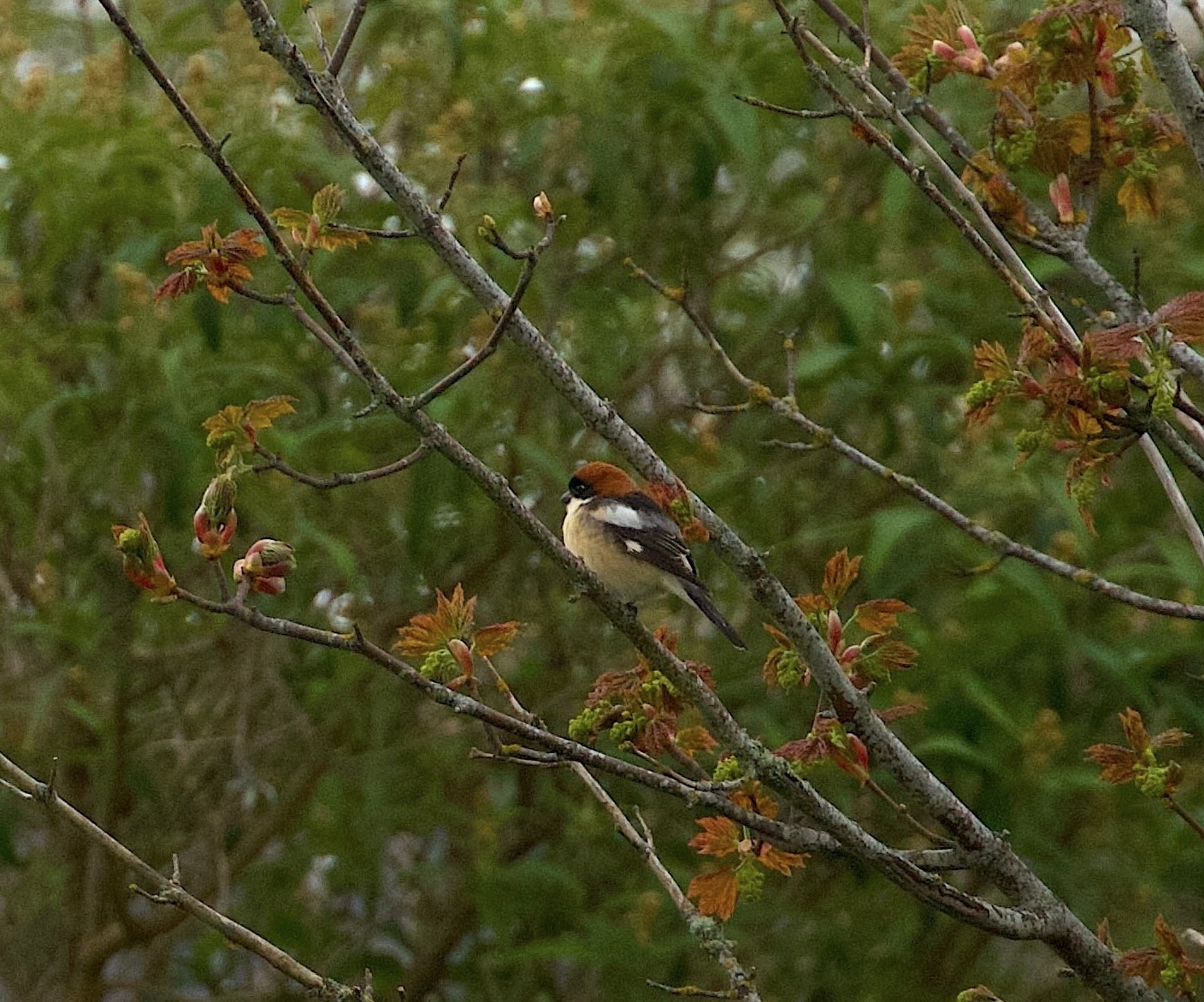 Woodchat Shrike