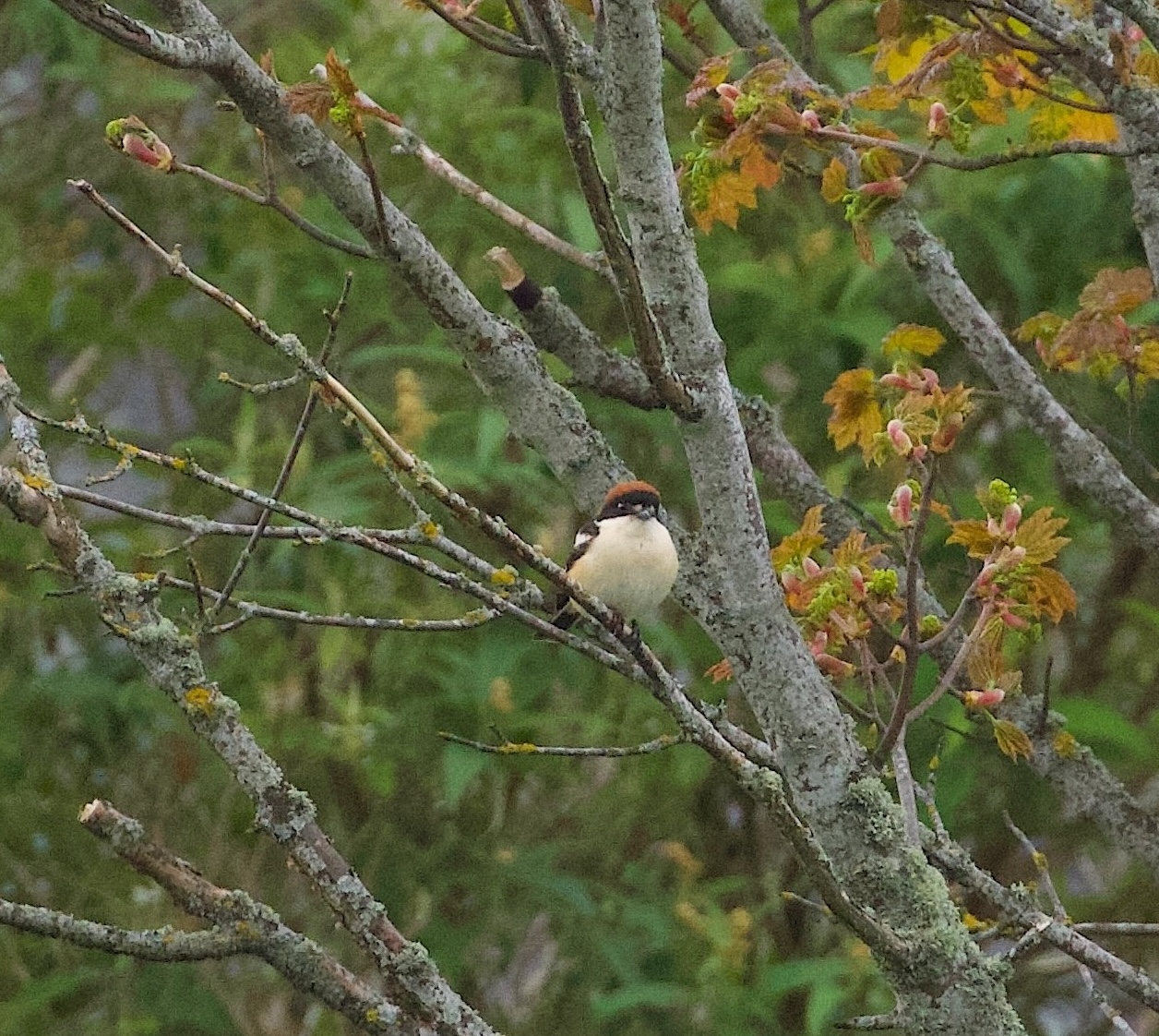 Woodchat Shrike