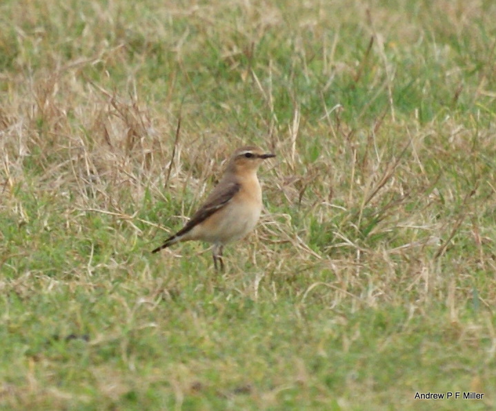 Wheatear