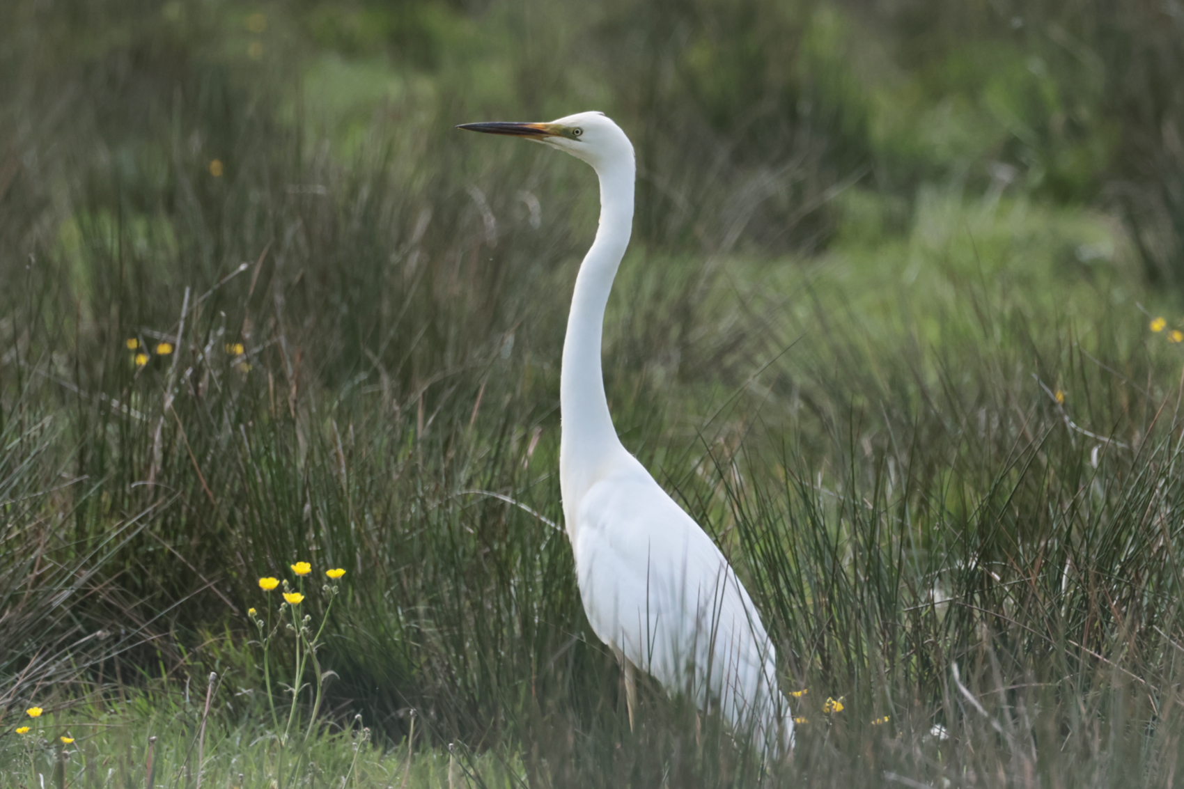 Great White Egret
