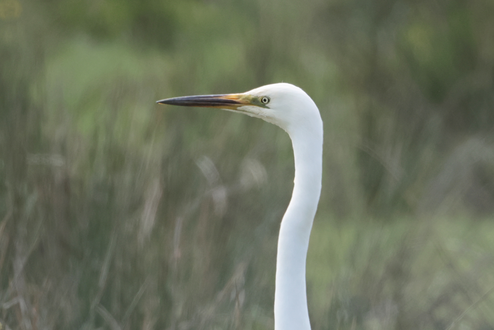 Great White Egret