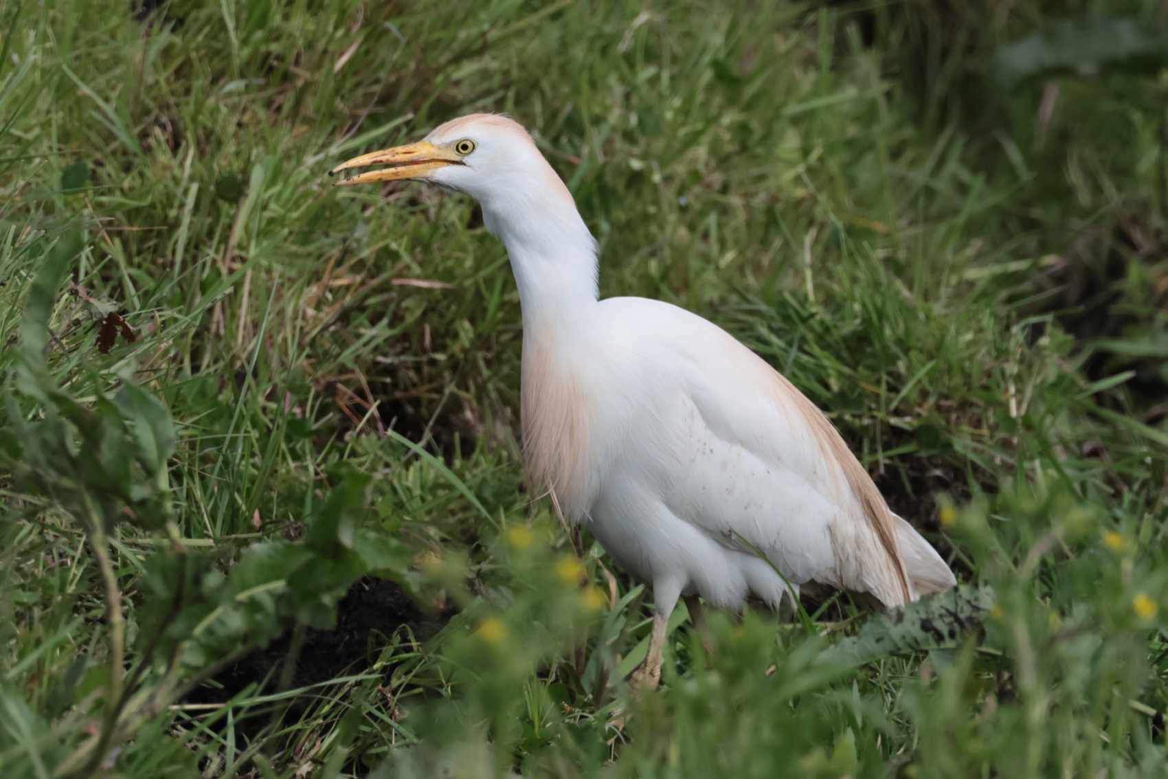 Cattle Egret