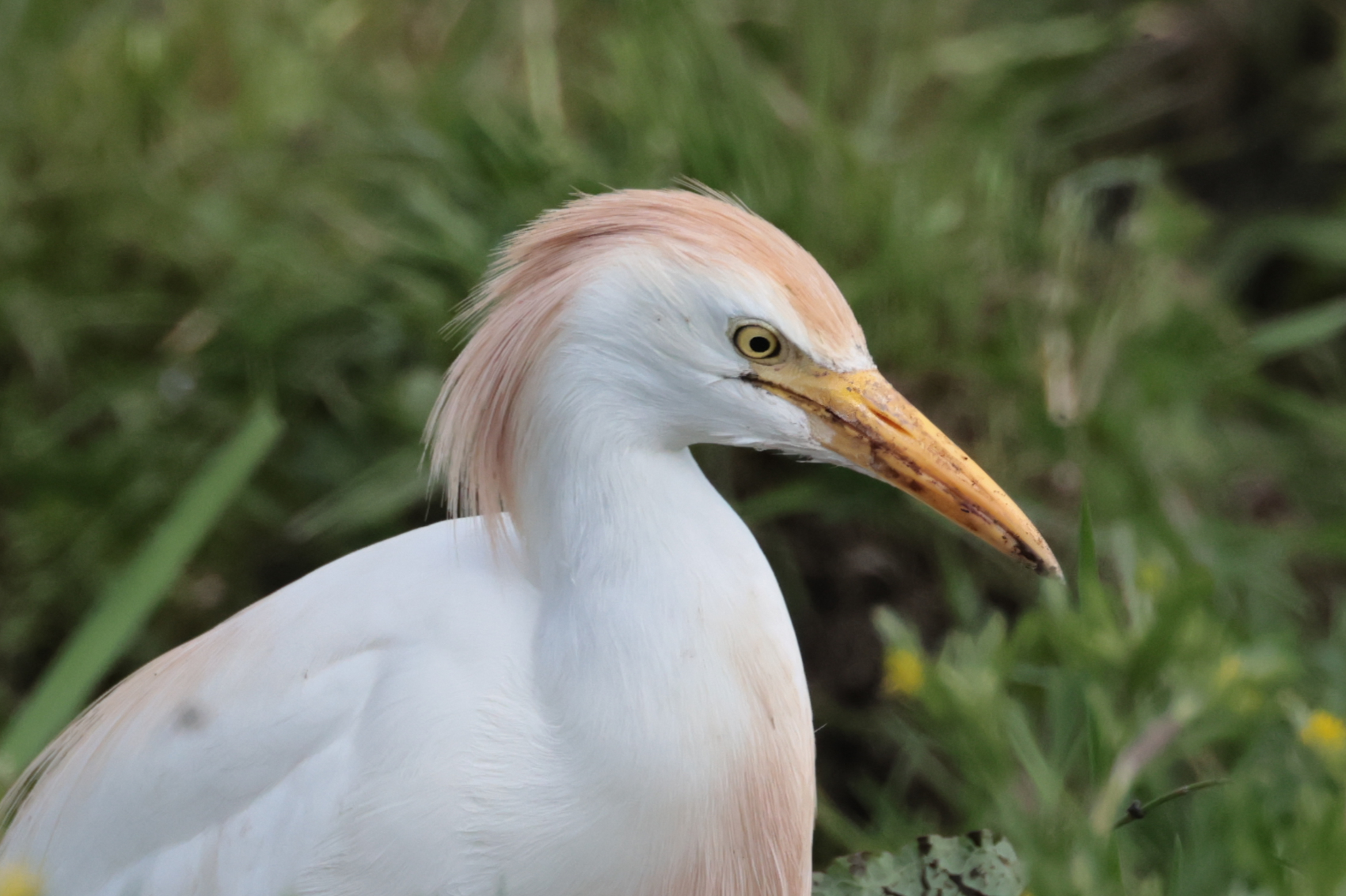 Cattle Egret