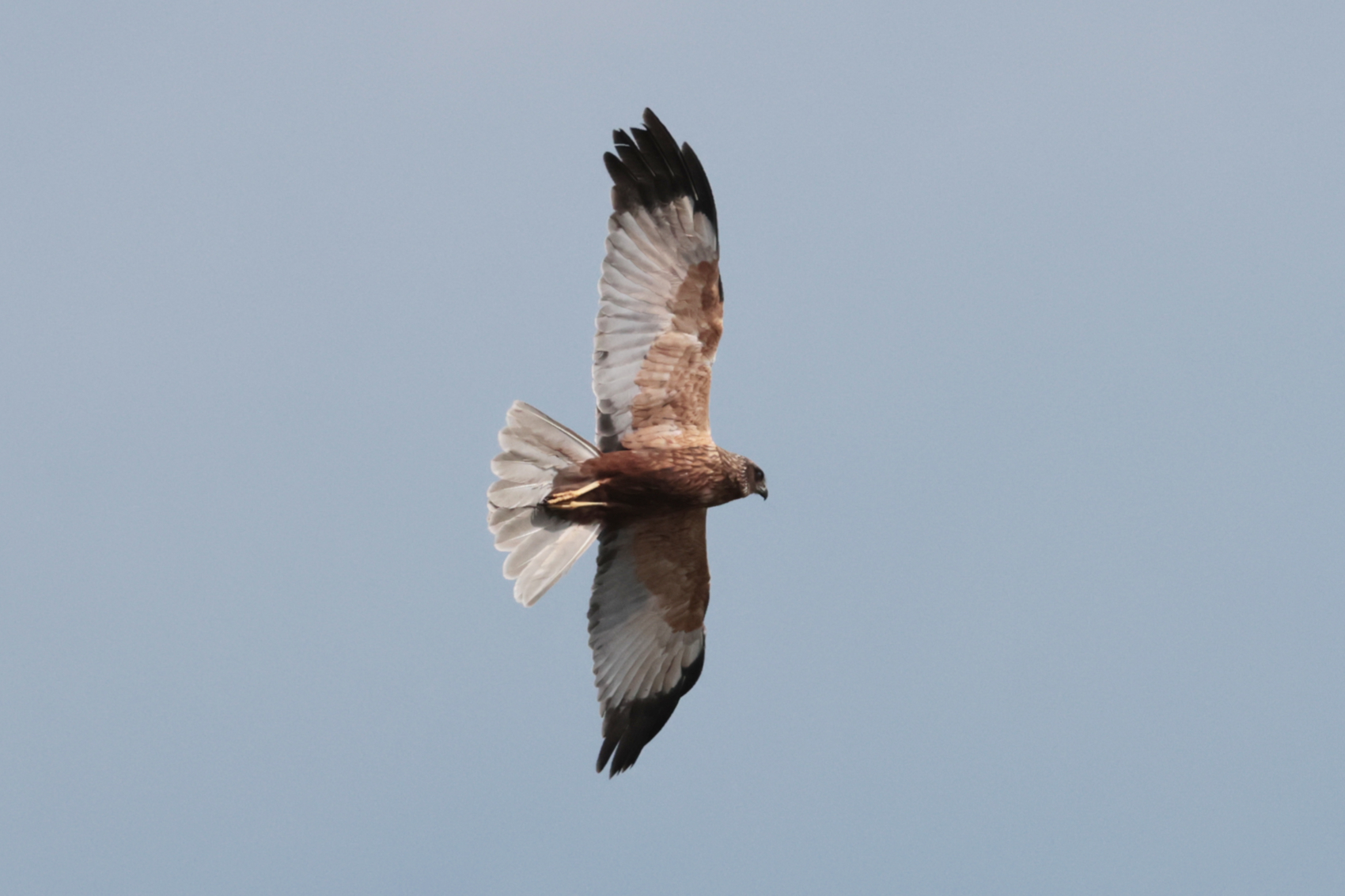 Marsh Harrier