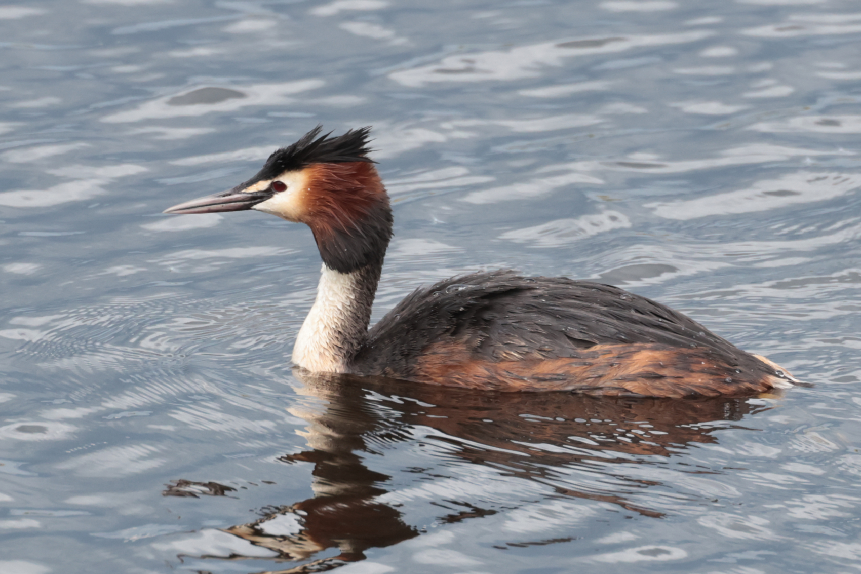 Great Crested Grebe