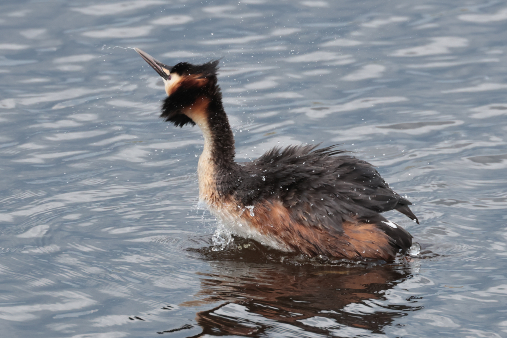 Great Crested Grebe