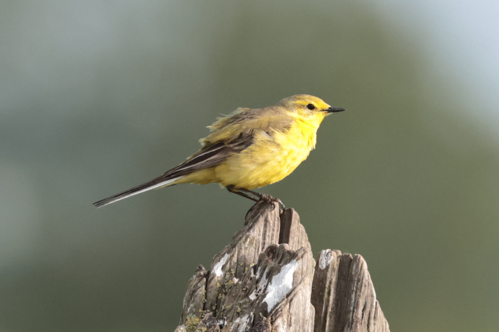 Yellow Wagtail