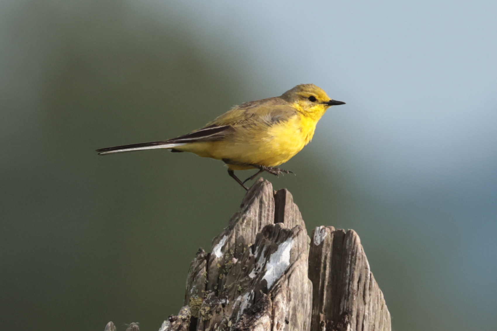 Yellow Wagtail