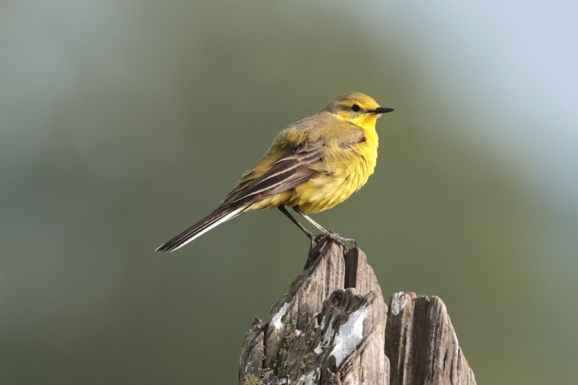 Yellow Wagtail