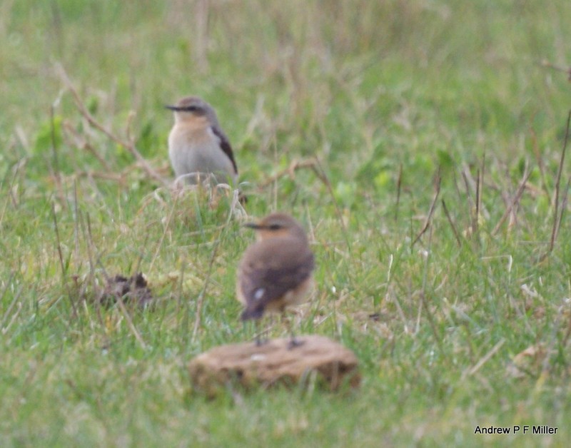 Wheatear