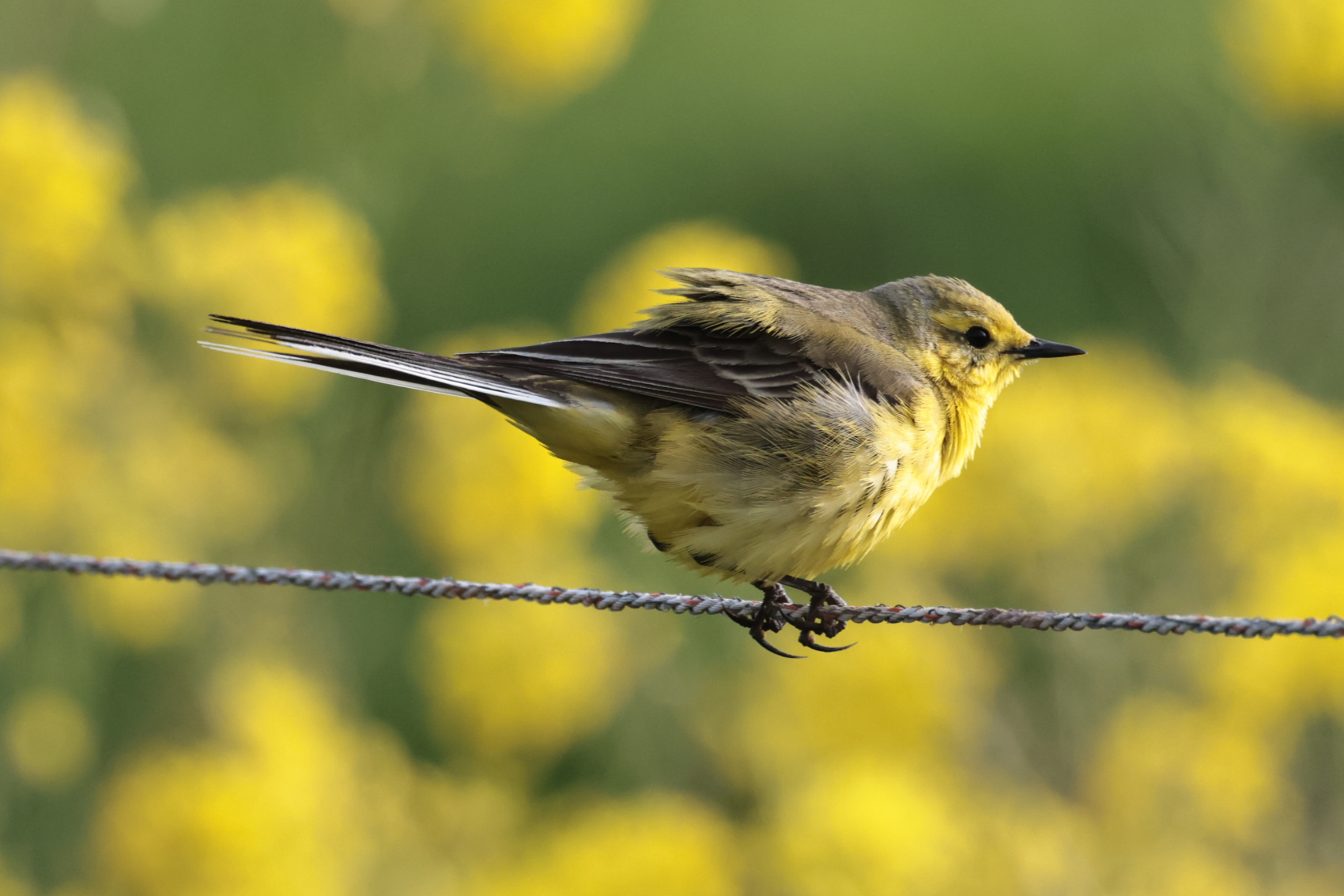 Yellow Wagtail