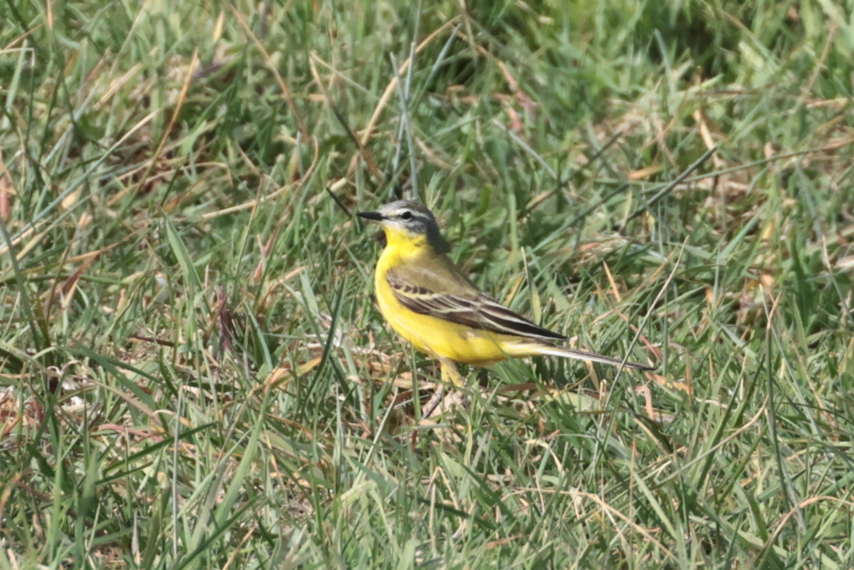 Channel Wagtail 