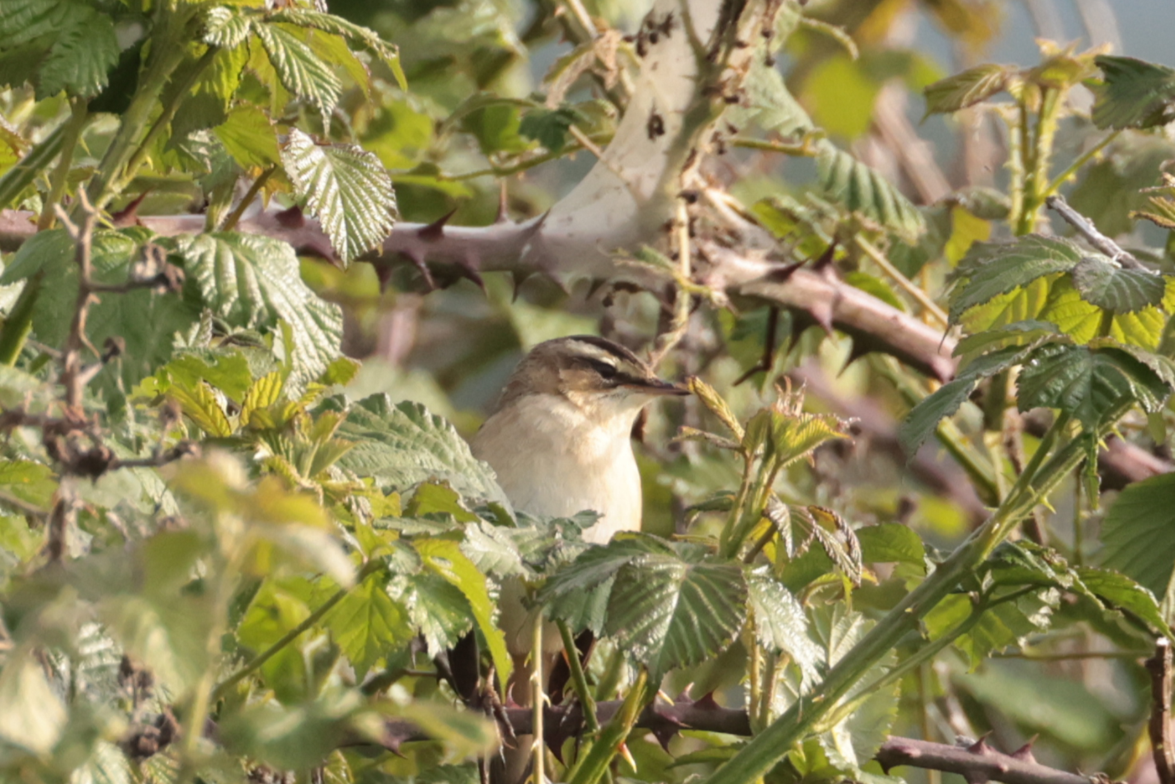 Sedge Warbler