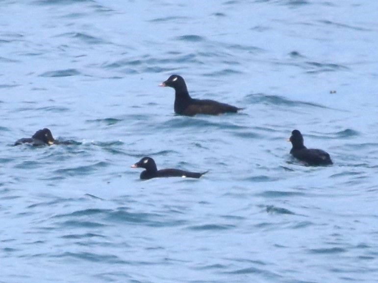 White-winged Scoter