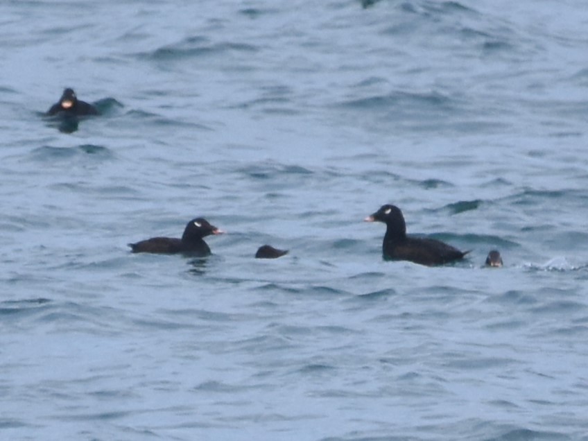 White-winged Scoter