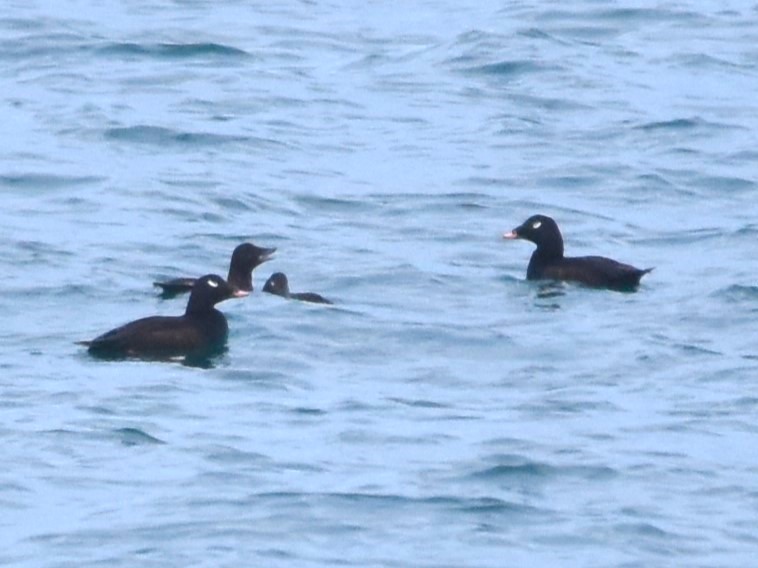 White-winged Scoter