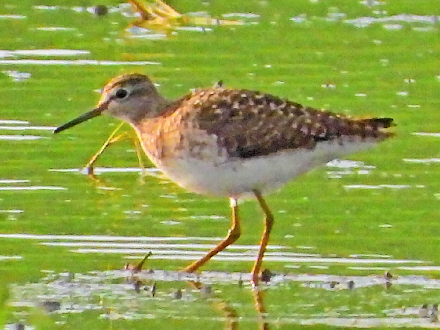 Wood Sandpiper