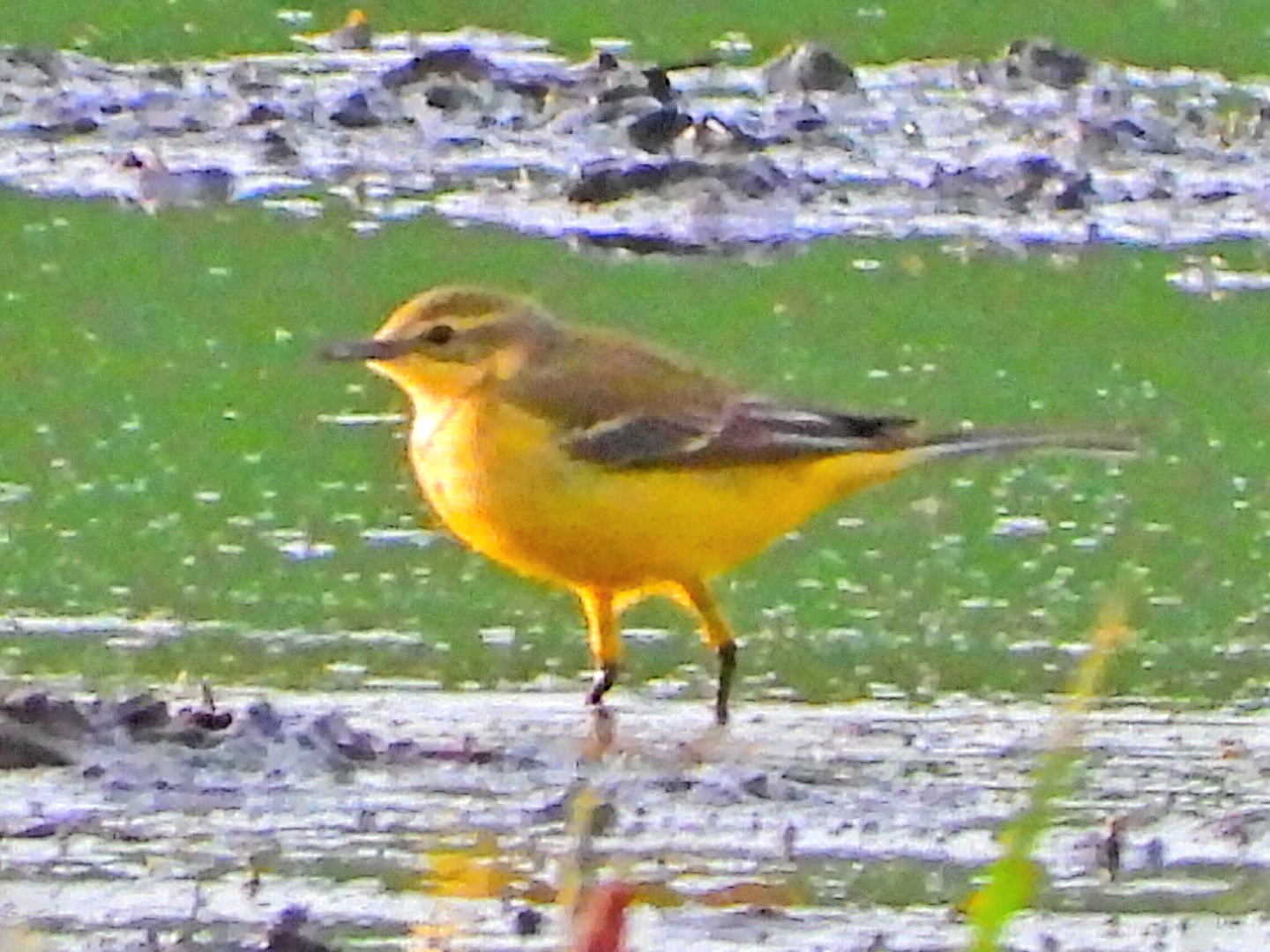 Yellow Wagtail