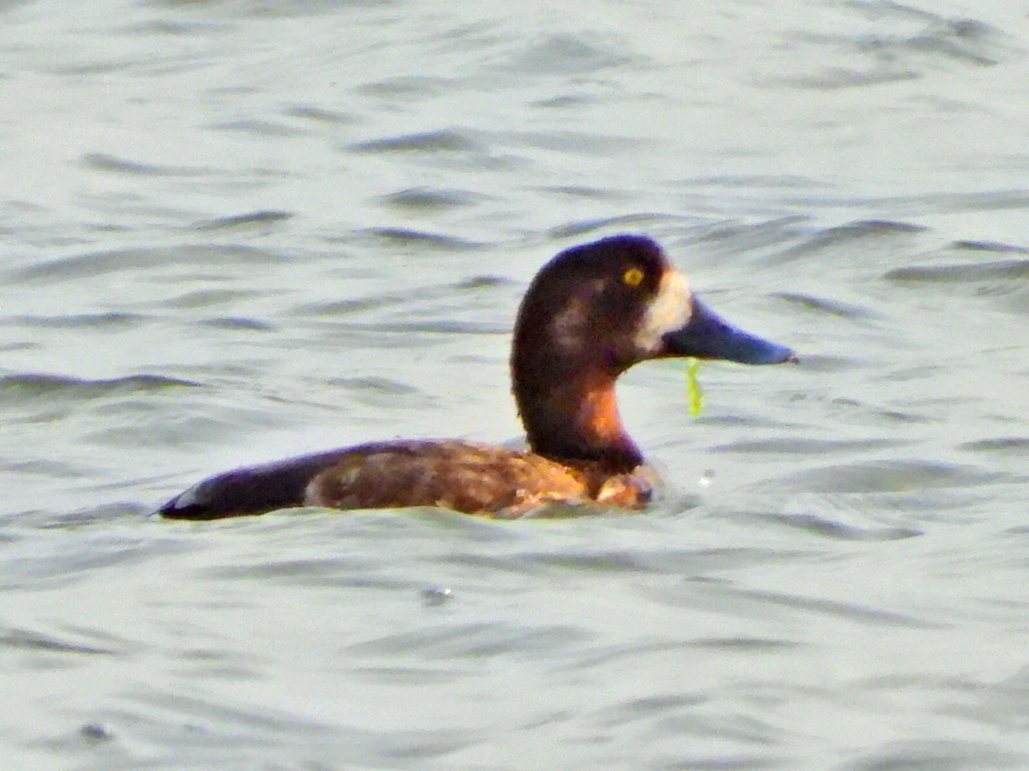 Scaup
