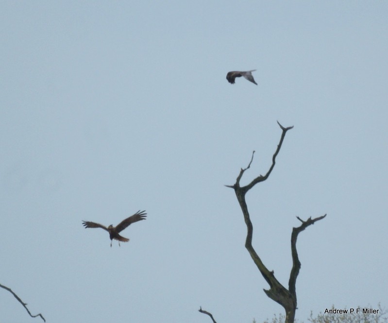 Marsh Harrier