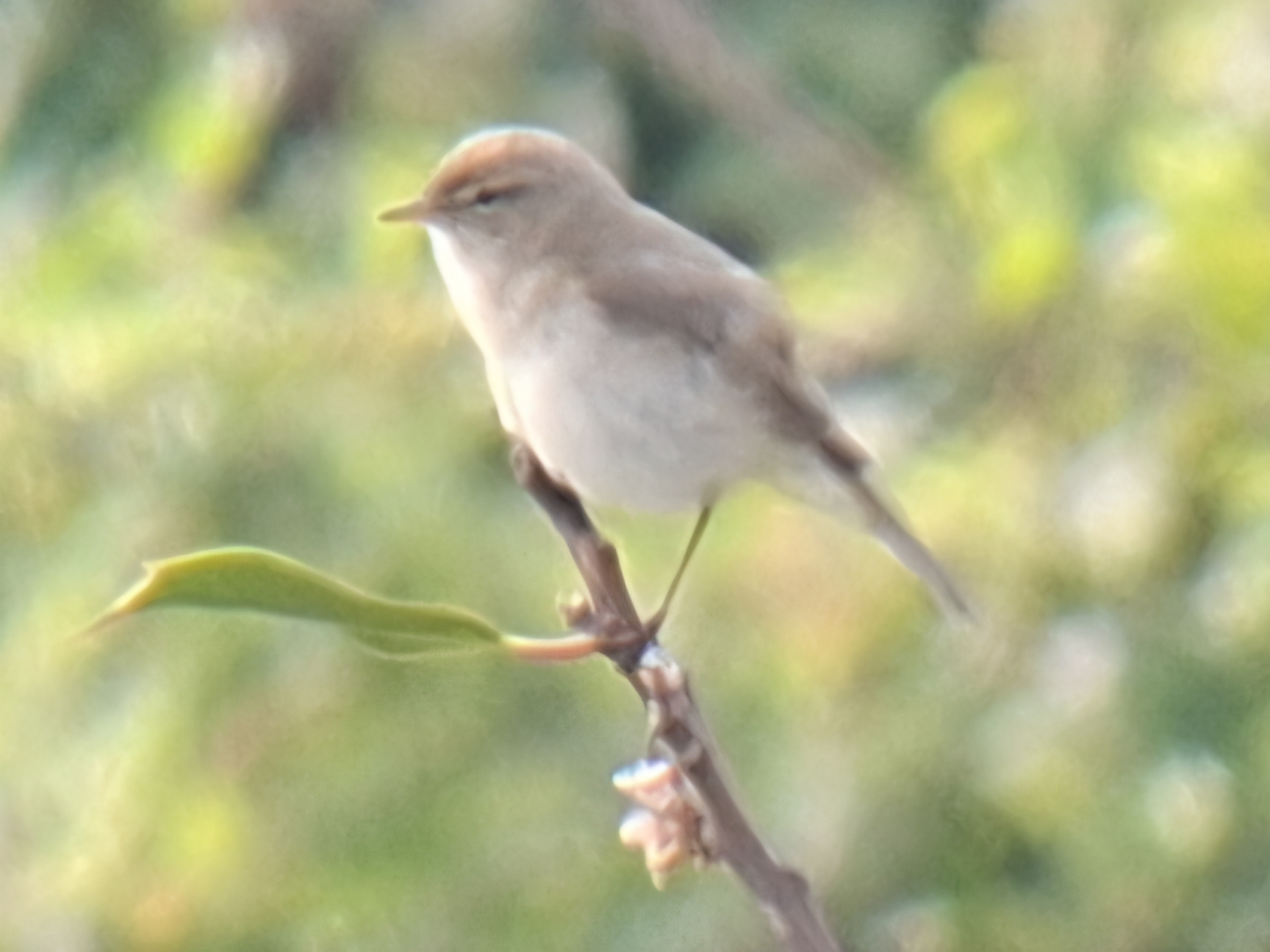 Iberian Chiffchaff