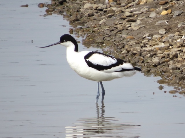 Avocet