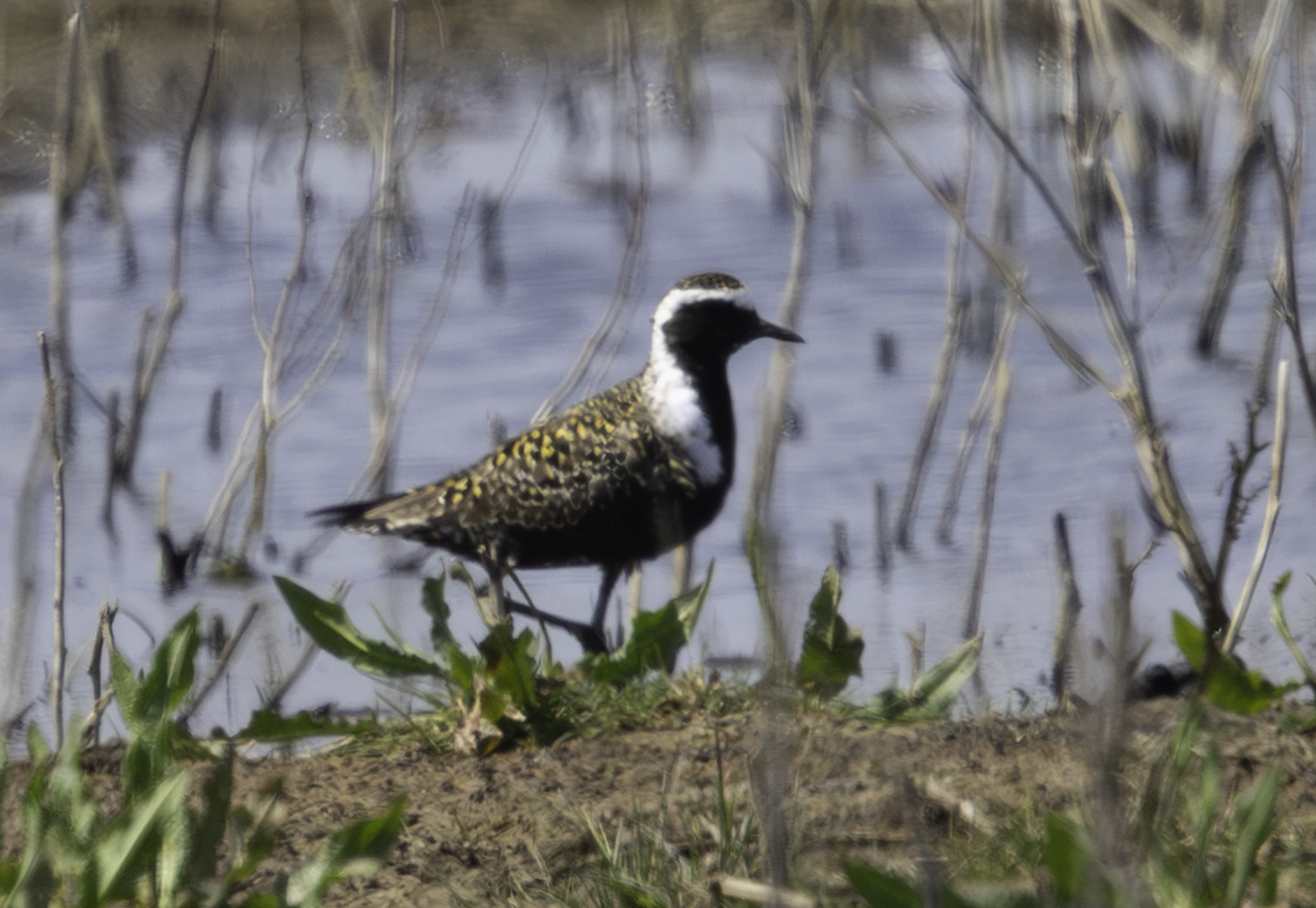 American Golden Plover