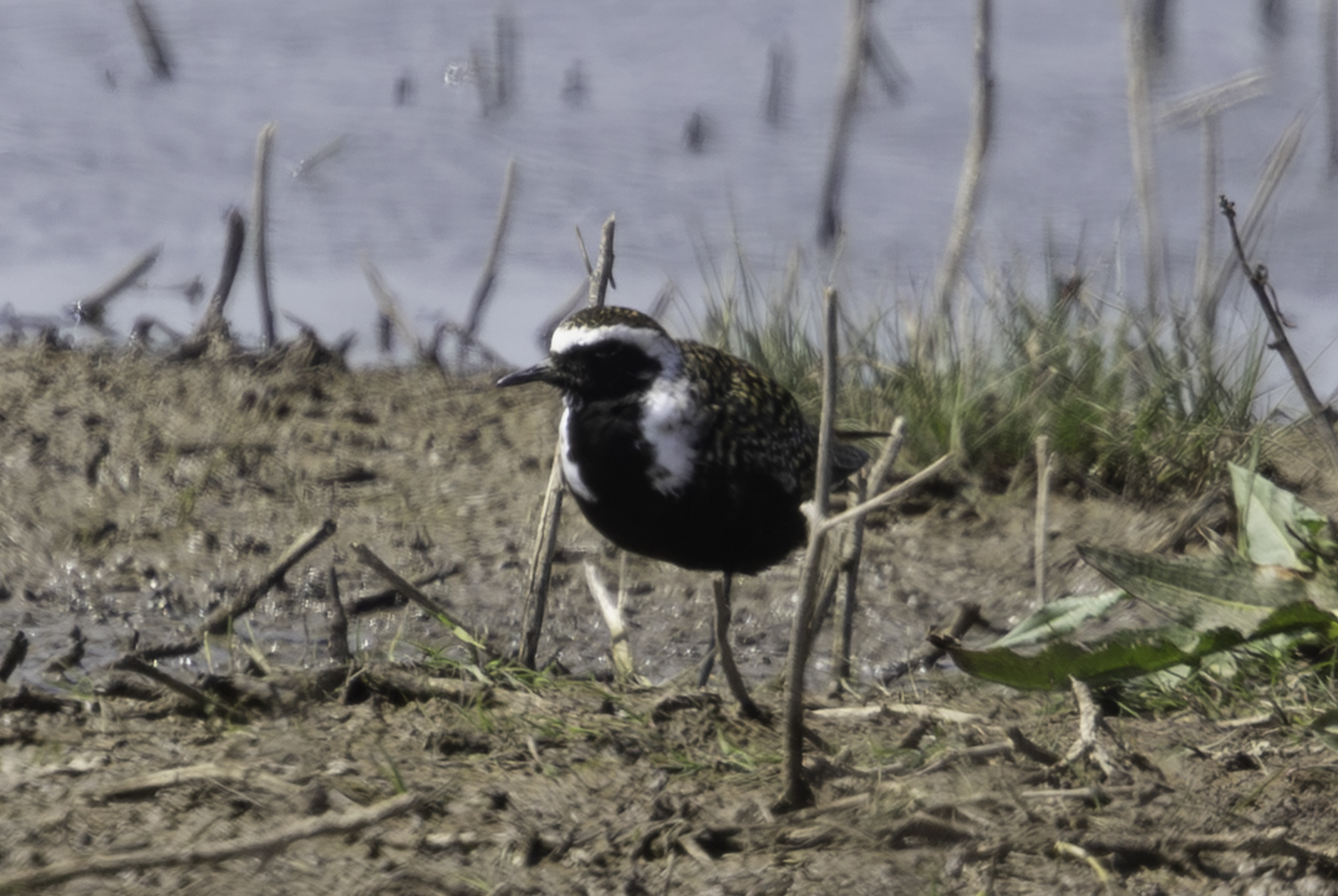 American Golden Plover