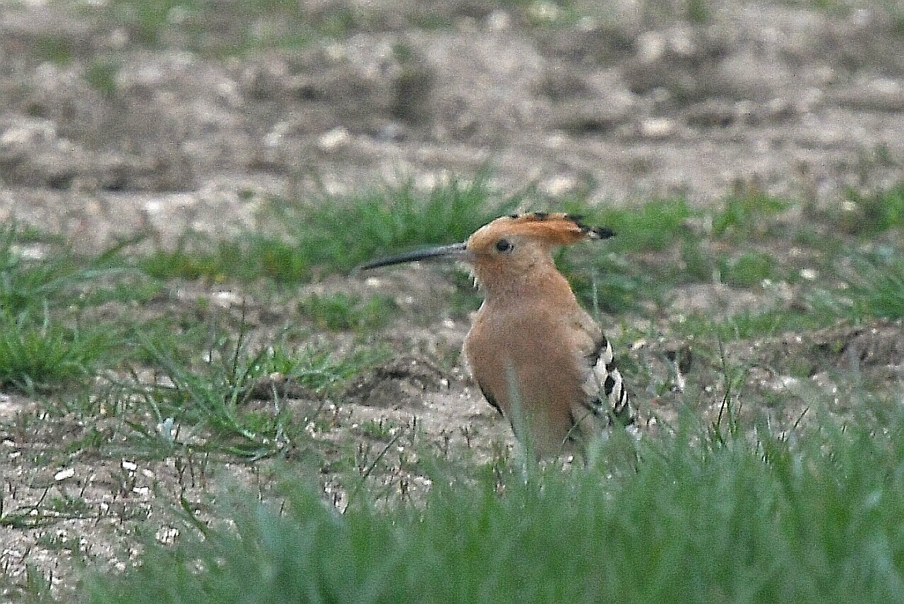 Hoopoe