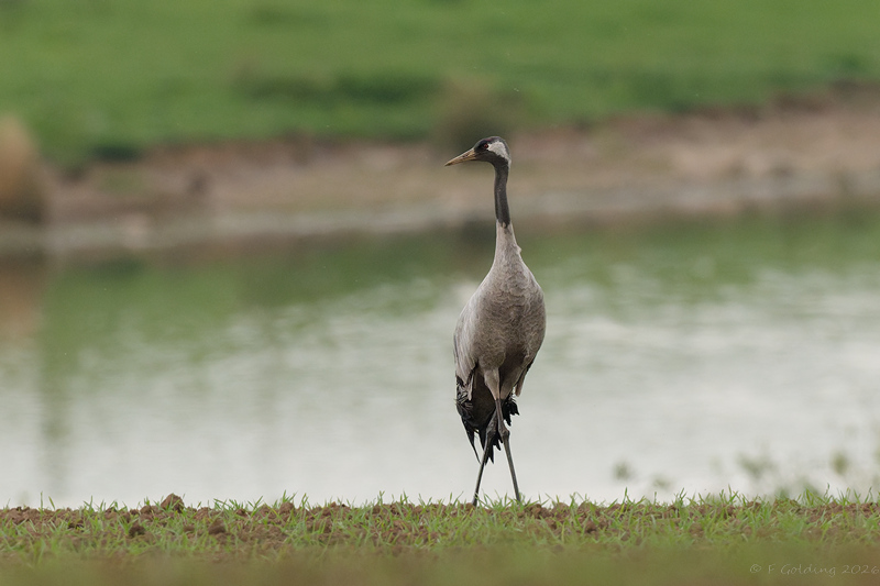 Common Crane
